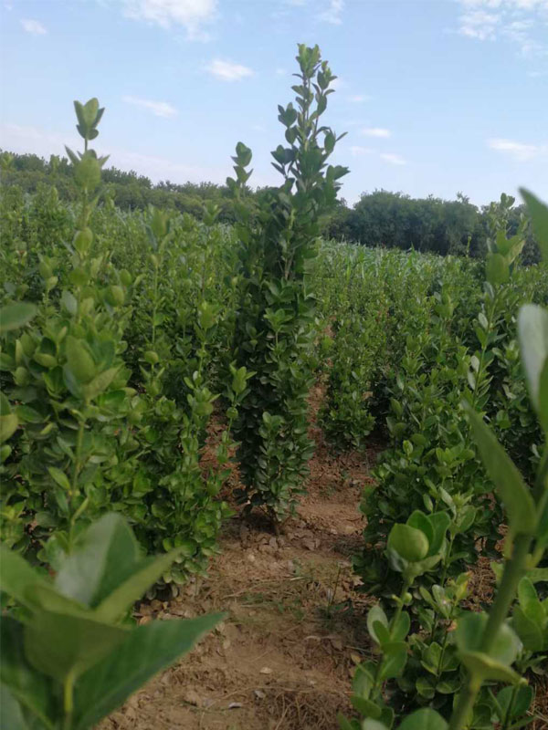 1731658009295301.jpg 17.jpg