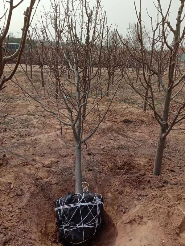 1731737197192567.jpg 27.jpg