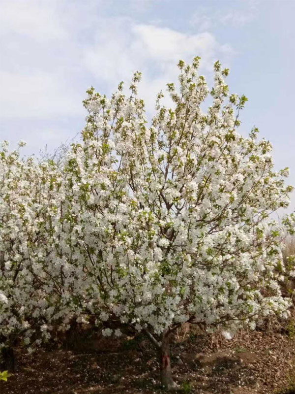 1731737275551131.jpg 35.jpg