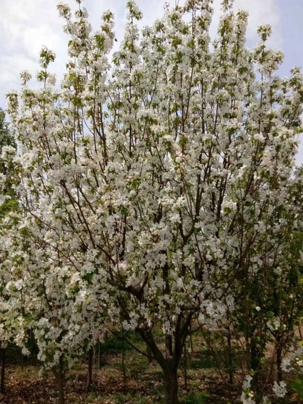 1731737517379221.jpg 34.jpg