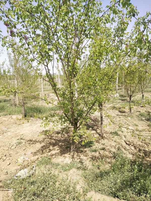 1732255883988947.jpg IMG_20210417_141045.jpg