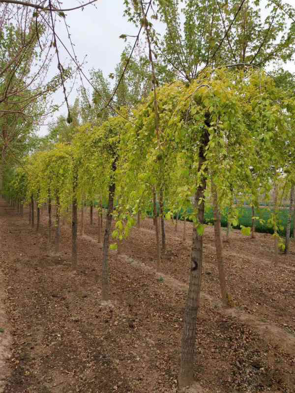 1732503544226579.jpg mmexport1555898572717.jpg