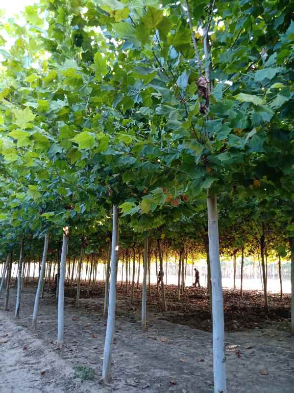 1732779006806307.jpg IMG20181003085734.jpg