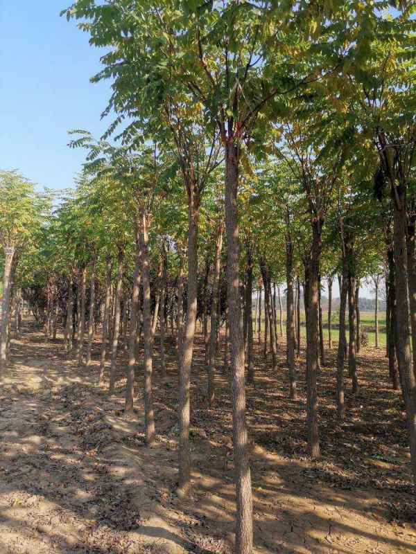 1732856595161717.jpg mmexport1572961104686.jpg