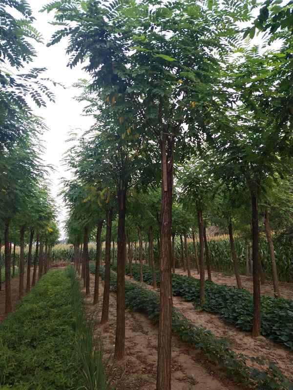 1732857721343124.jpg IMG_20210910_171802.jpg