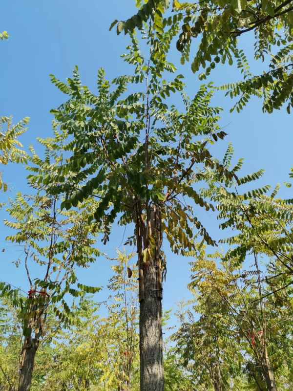 1732859986383183.jpg mmexport1572529011048.jpg