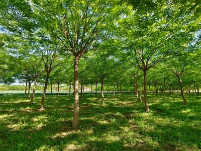 國槐樹:城市園林綠化的優選樹種