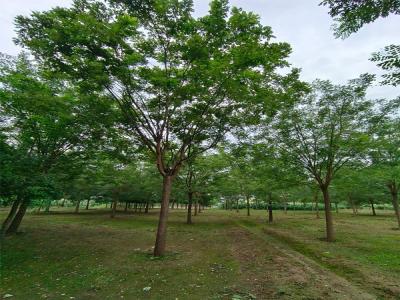 國槐樹種植:生態與經濟效益的雙贏選擇