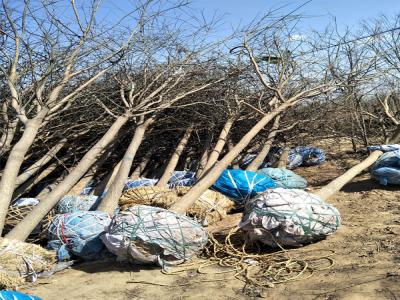 園林綠化升級:國槐樹移栽技術與實踐案例