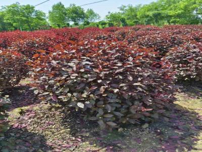 紅葉李球移栽成活率提升秘籍(淶源免費苗木報價)