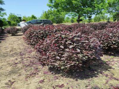 紅葉李球種植栽培養護相關標題(博野免費苗木報價)