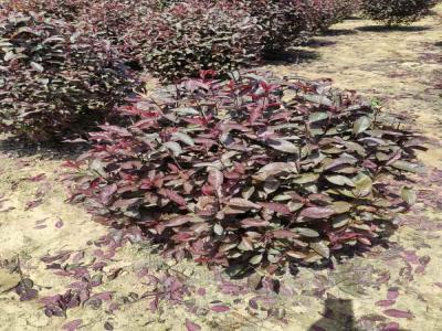 紅葉李球與小區綠化風格的和諧融合(欒城免費苗木報價)