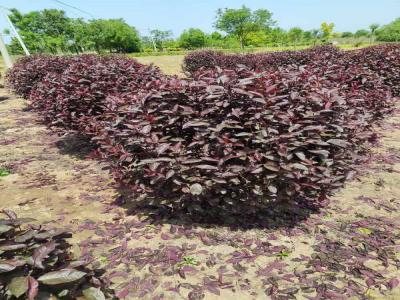 紅葉李球移栽后養護預防指南(望都免費苗木報價)