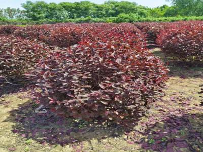 紅葉李球在小區景觀中的巧妙運用(藁城免費苗木報價)