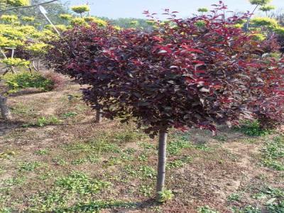 紅葉李球:小區造景綠化的優選樹種(井陘免費苗木報價)