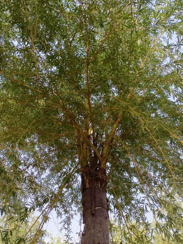 1733123270749367.jpg IMG_20220505_173003.jpg