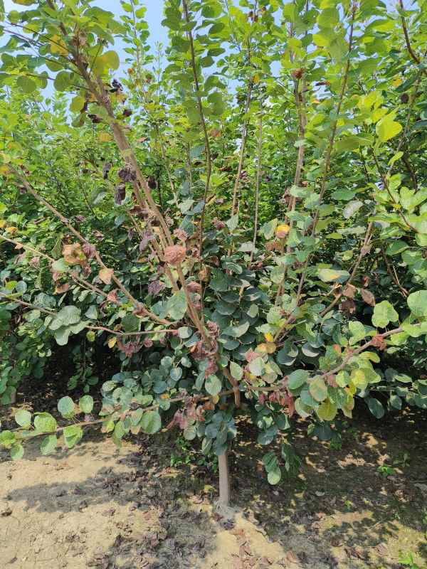 1733362174819647.jpg IMG_20230831_131609.jpg