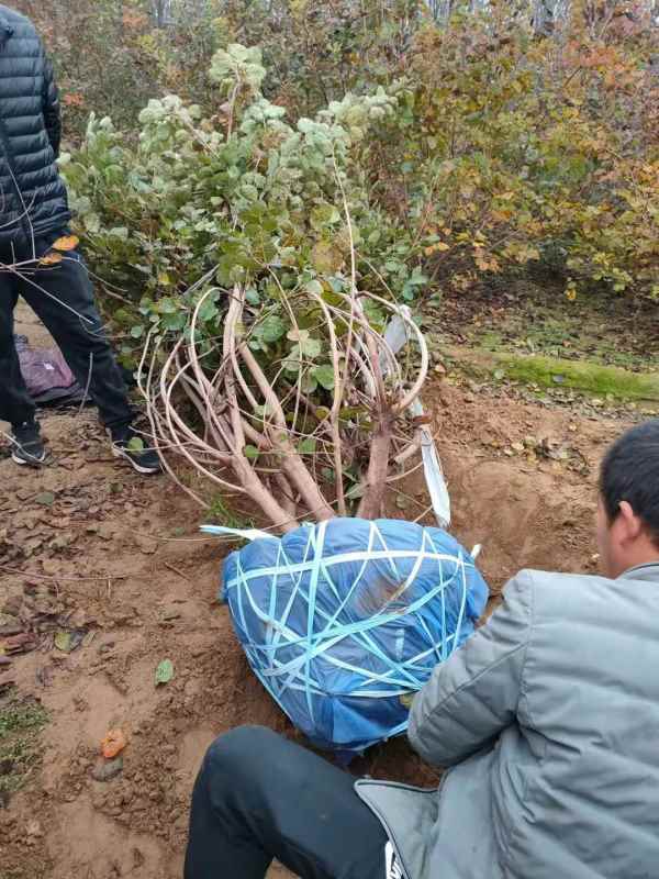 1733363730826132.jpg mmexport1636596072702.jpg