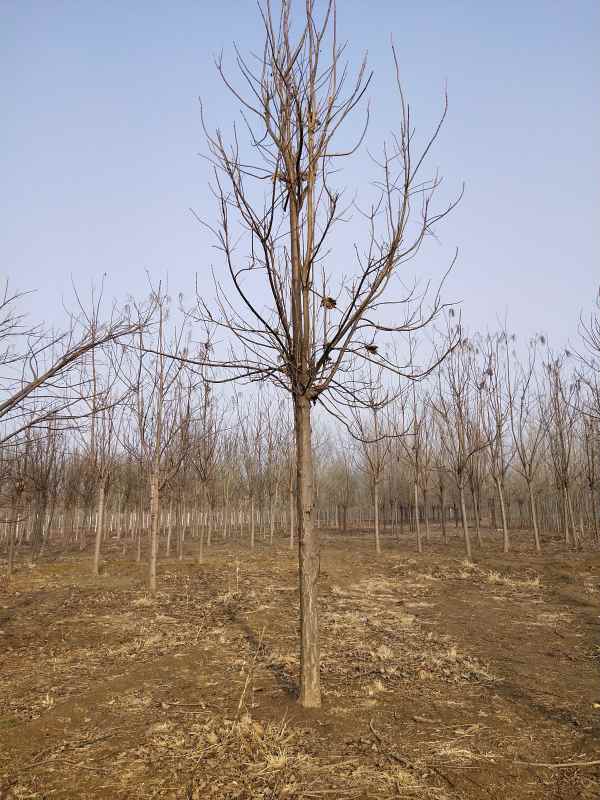 1733638724560604.jpg IMG_20210303_155903.jpg