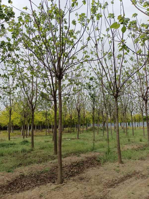 1733639305655197.jpg IMG_20220427_121528.jpg