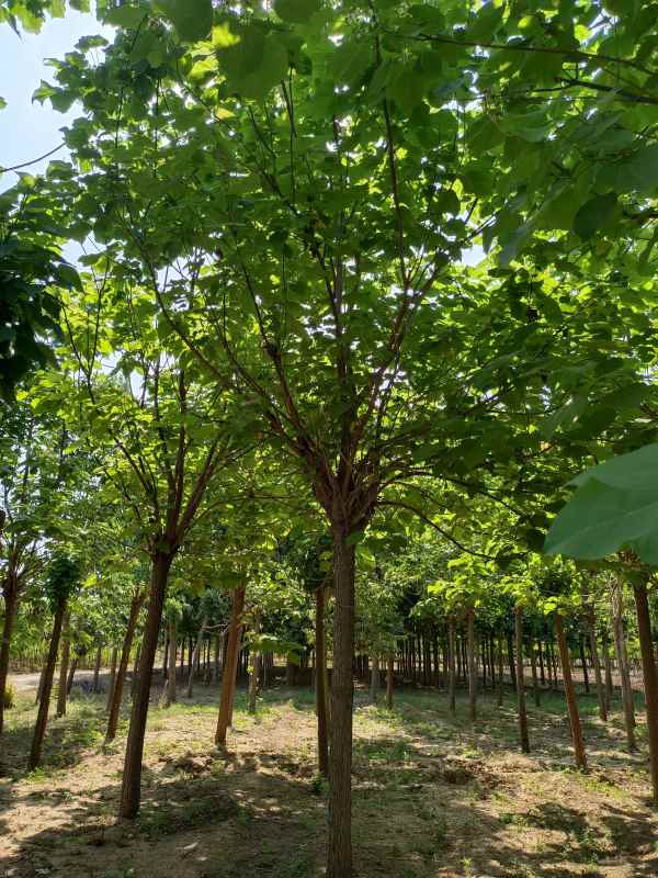 1733639390705326.jpg IMG_20220607_151318.jpg