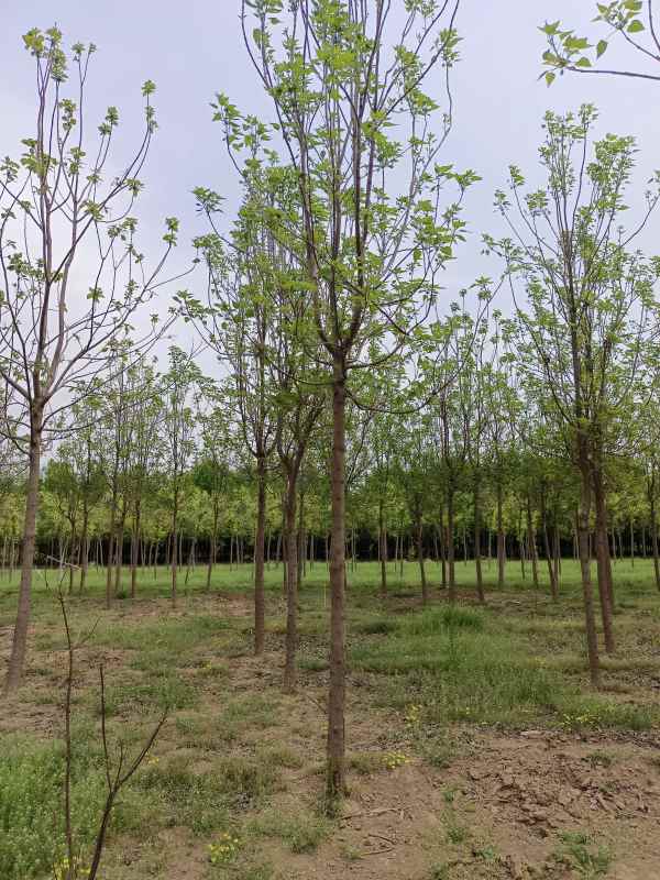 1733639742357781.jpg IMG_20220427_121934.jpg