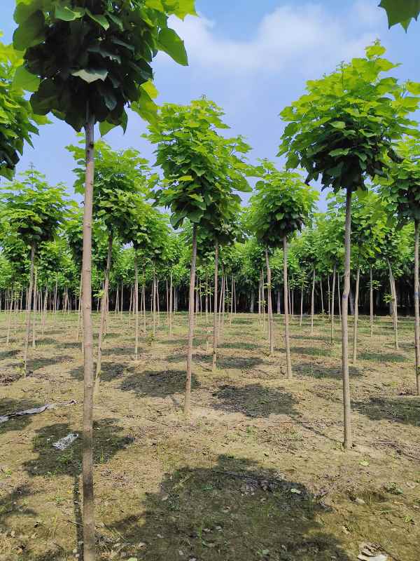 1733639984841640.jpg IMG_20230831_133346.jpg