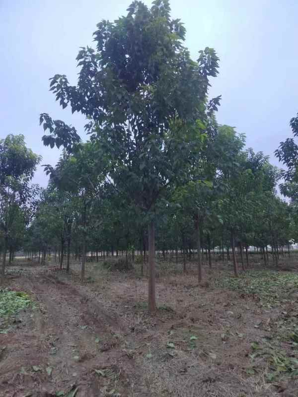 1733641510462946.jpg mmexport1700013582606.jpg