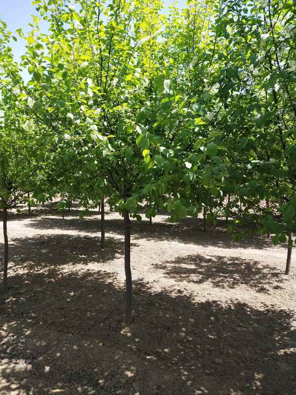 1733728662389288.jpg IMG_20210418_115041.jpg