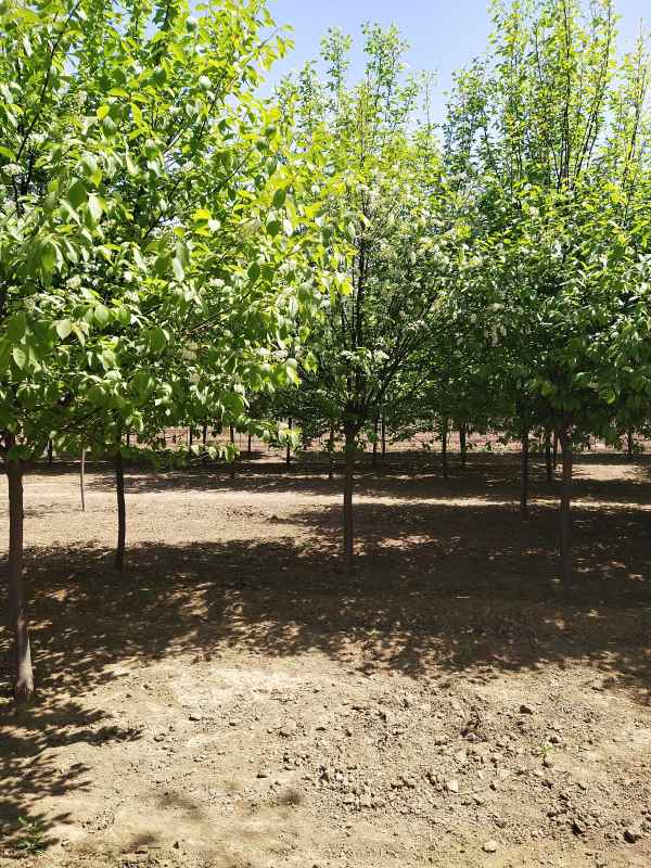 1733728831312457.jpg IMG_20210418_115101.jpg