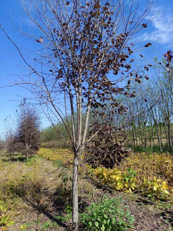 1733731584695518.jpg IMG_20211016_105701.jpg