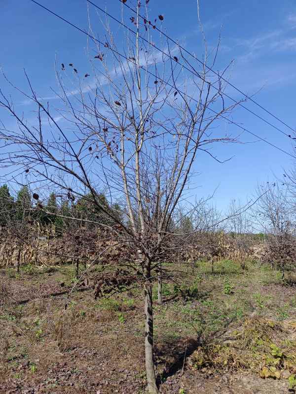 1733731719748725.jpg IMG_20211016_105704.jpg