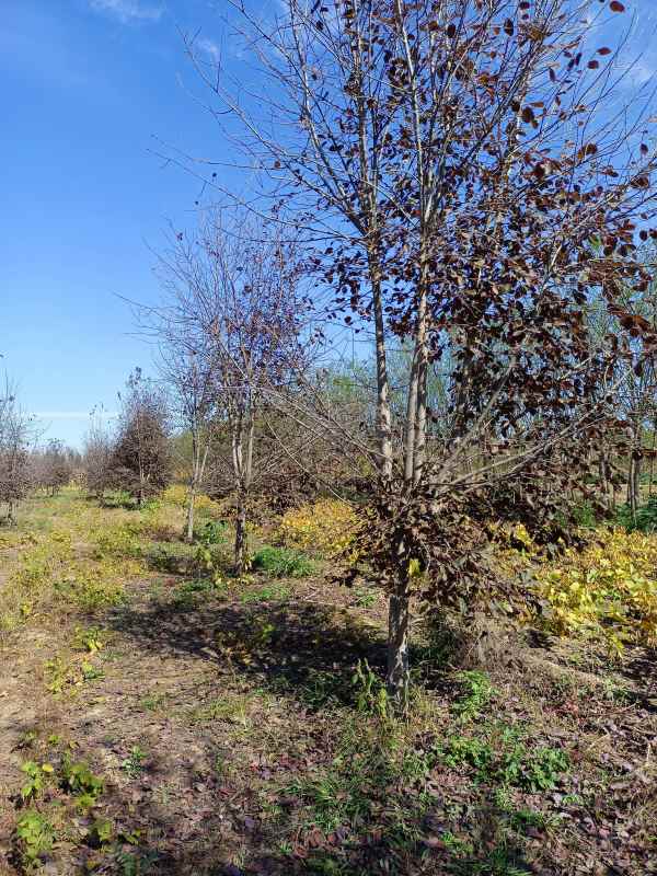 1733731798481456.jpg IMG_20211016_105914.jpg