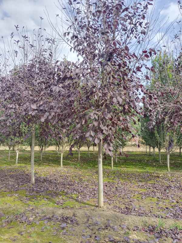 1733731977895138.jpg IMG_20221016_134452.jpg