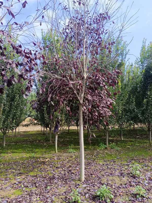 1733732054552285.jpg IMG_20221016_134458.jpg