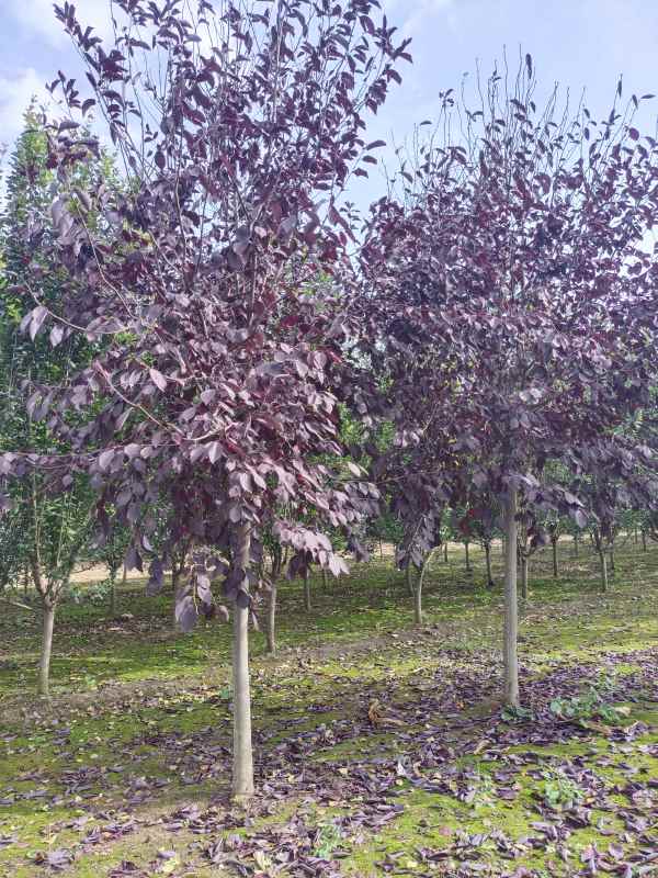 1733732122472469.jpg IMG_20221016_134505.jpg