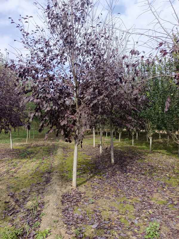 1733732205661470.jpg IMG_20221016_134510.jpg