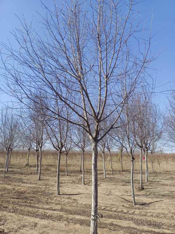 1733732674528862.jpg IMG_20230301_112017.jpg