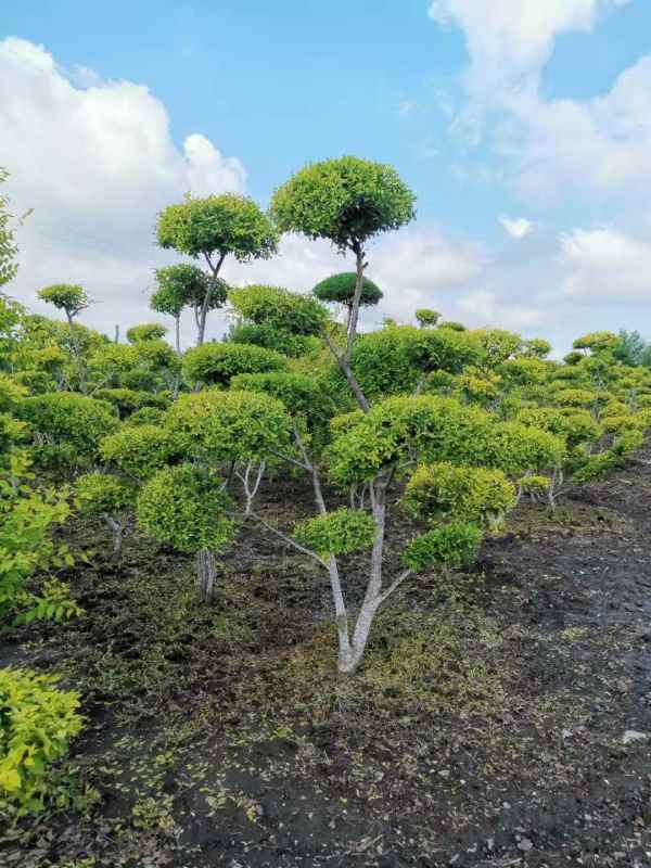 1733975088968586.jpg mmexport1634193344670.jpg