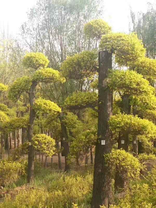 1733975317139236.jpg mmexport1493786453195.jpg