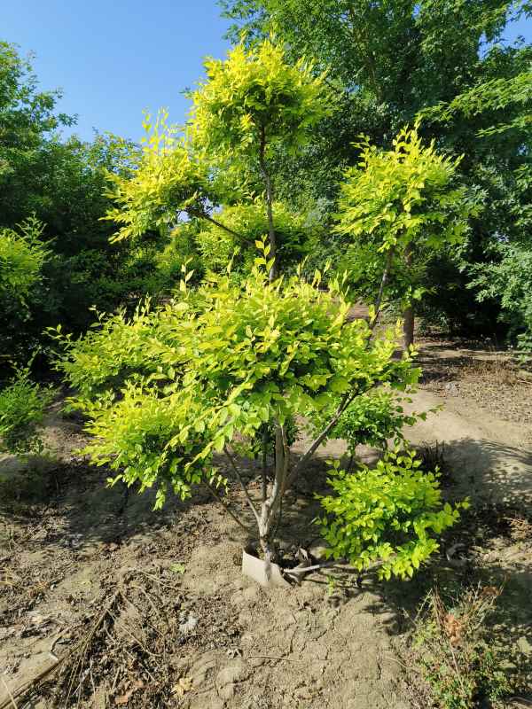 1733975444852711.jpg IMG_20230630_081457.jpg