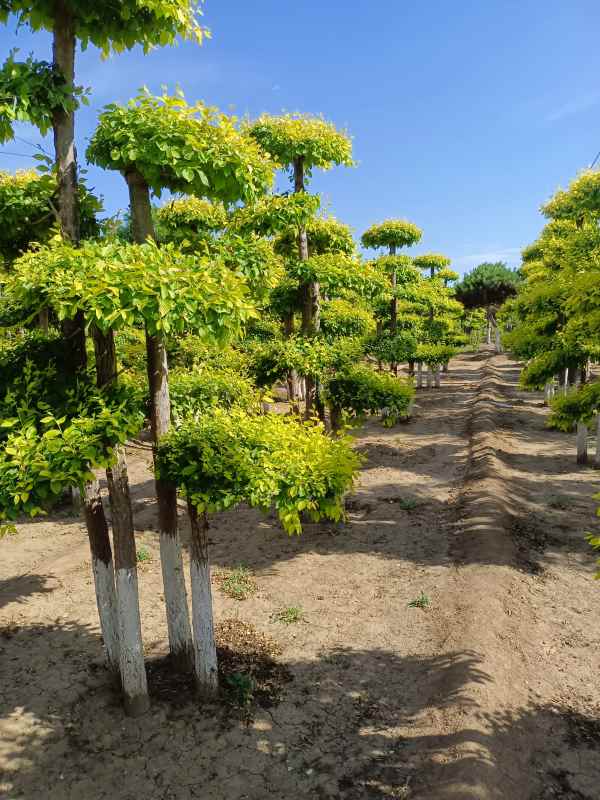 1733988464578113.jpg IMG_20220526_160053.jpg