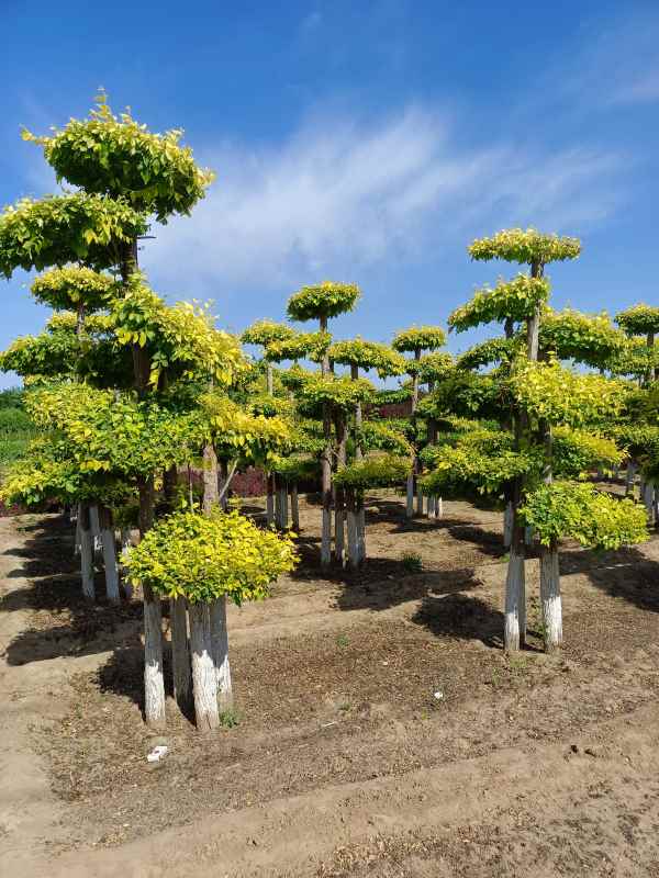 1733988662213329.jpg IMG_20220526_155845.jpg