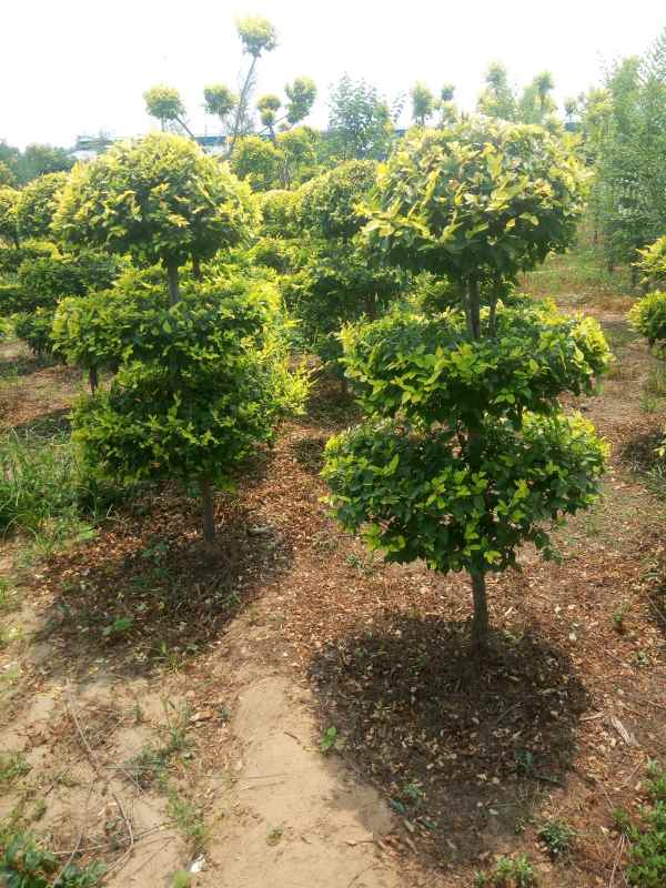 1733989236458208.jpg IMG_20180706_130236.jpg