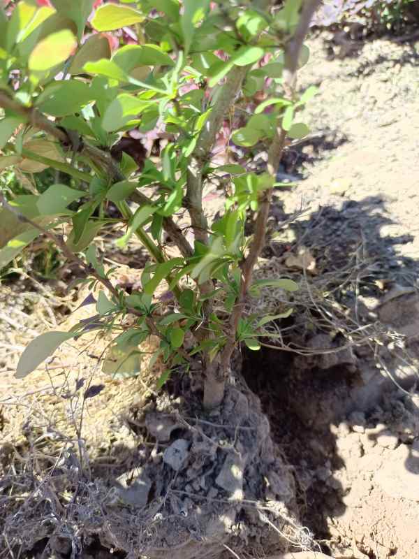 1734075087786524.jpg IMG_20220526_105205.jpg