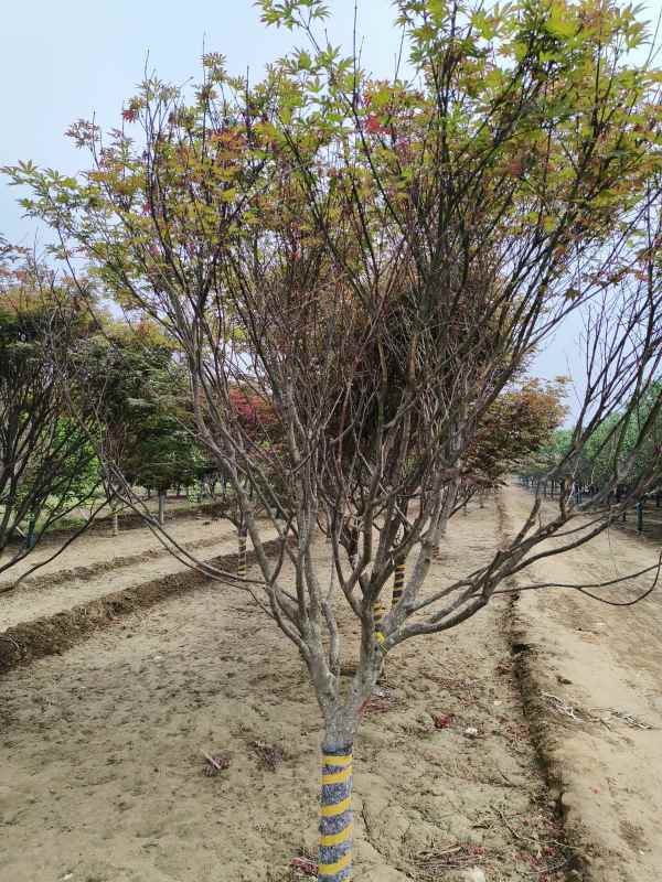 1734245481764619.jpg IMG_20230519_135348.jpg