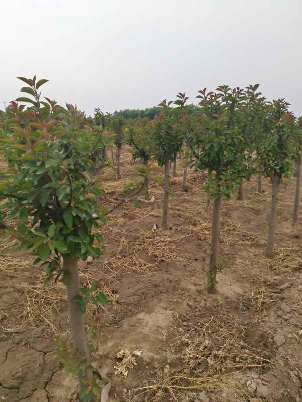 1734326248733783.jpg IMG_20230525_093120.jpg