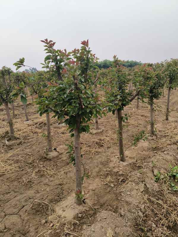 1734326333797809.jpg IMG_20230525_093116.jpg