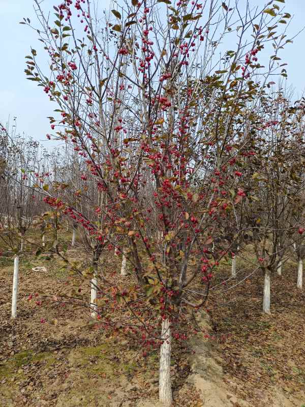 1734327584249200.jpg IMG_20211025_125813.jpg