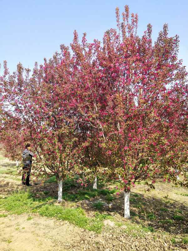 1734327885842678.jpg IMG_20210407_095320.jpg